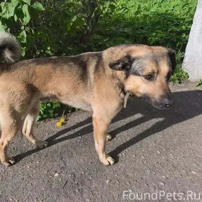 Пропала собака, ул. Победы, 60