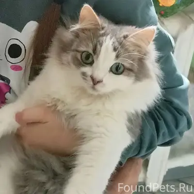 Пропал кот, ст. Троллейбус, Доронино