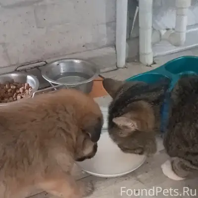 Пропал кот Симба