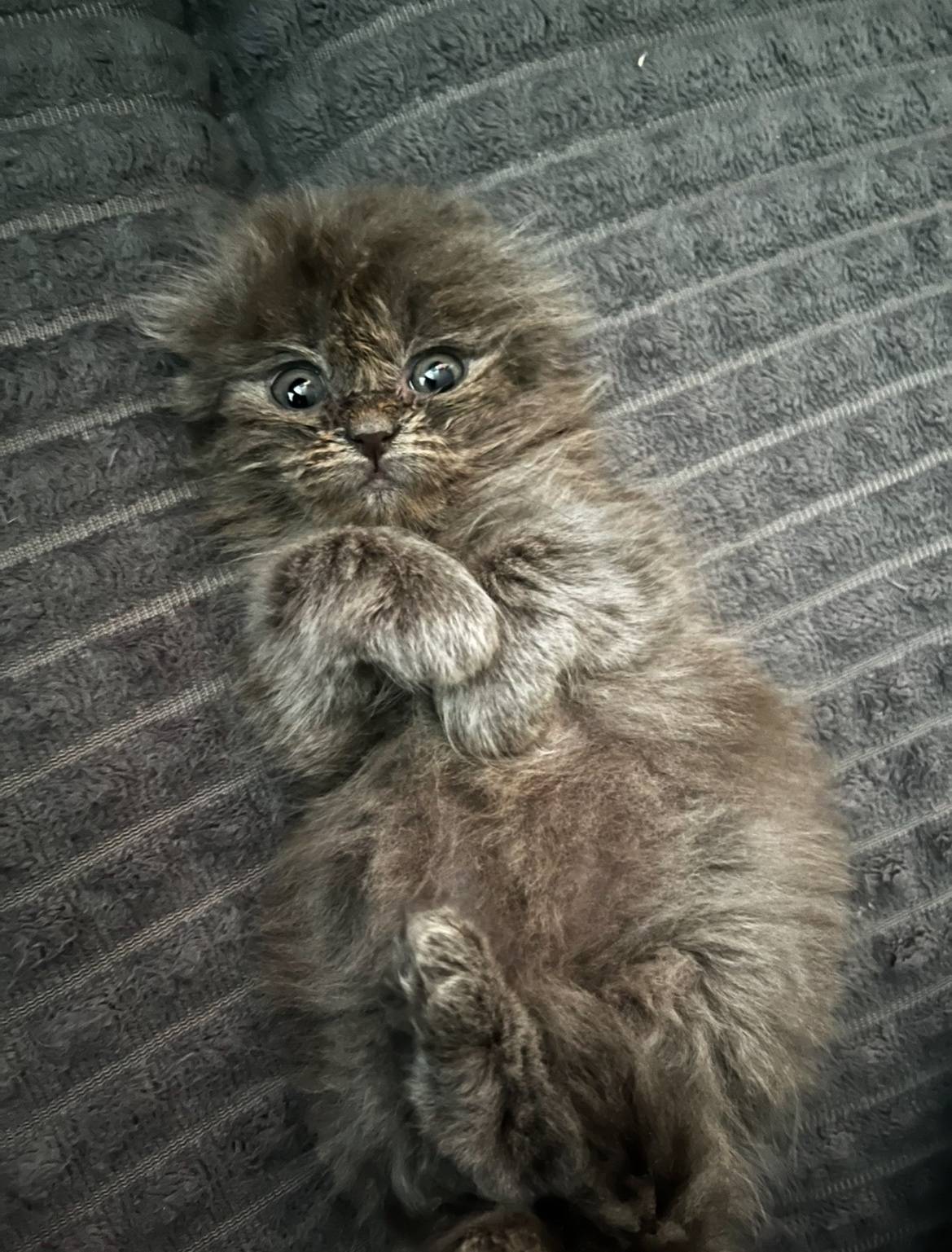 Пропал котёнок