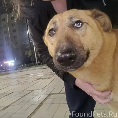 Найдена собака Надя, Верхняя Пышма