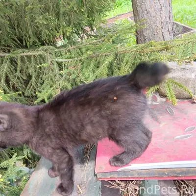 Найден бобтейл, чёрный котёнок, на оживлённой дороге