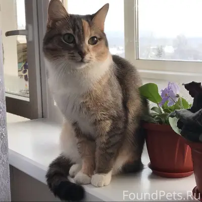 Пропала кошка Буся, район белой школы
