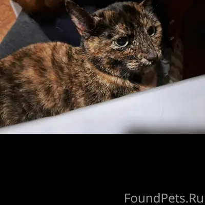 Пропала кошка Лина, Гатчина