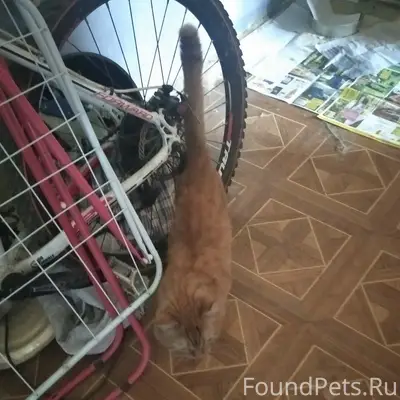 Найден рыжий кот, Льва Шатрова