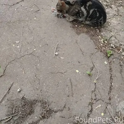 Найдена кошка, ищем владельцев