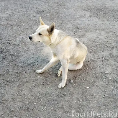 Пропал кобель Аслан, Заводской район