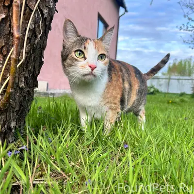Пропала кошка Анфиса, п. Родниково