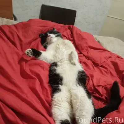 Пропал кот Кузьма, с. Котельниково
