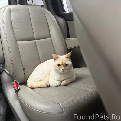 Пропал кот Марсик, Новая Жизнь