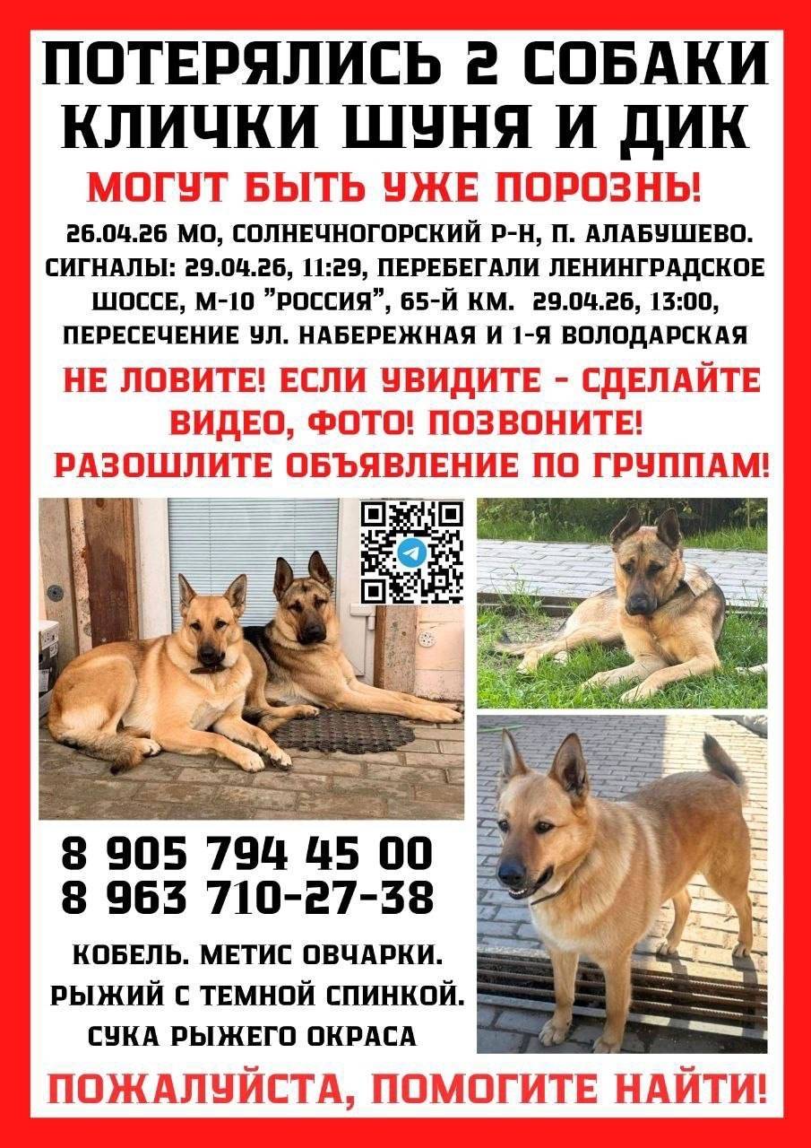 Пропали метисы Шуня и Дик, Солнечногорск