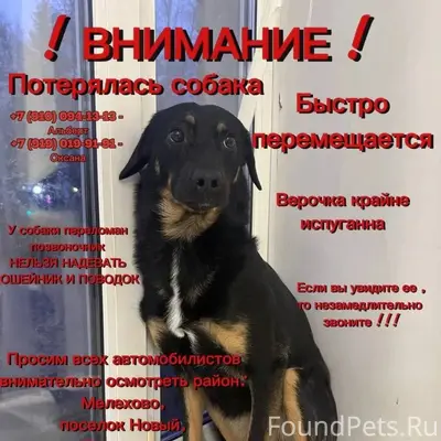 Пропала собака Вера, район 25 Октября