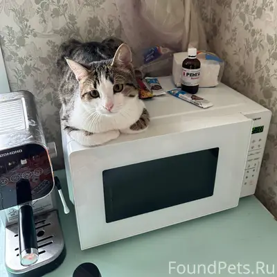 Пропал кот Макс, 34 квартал