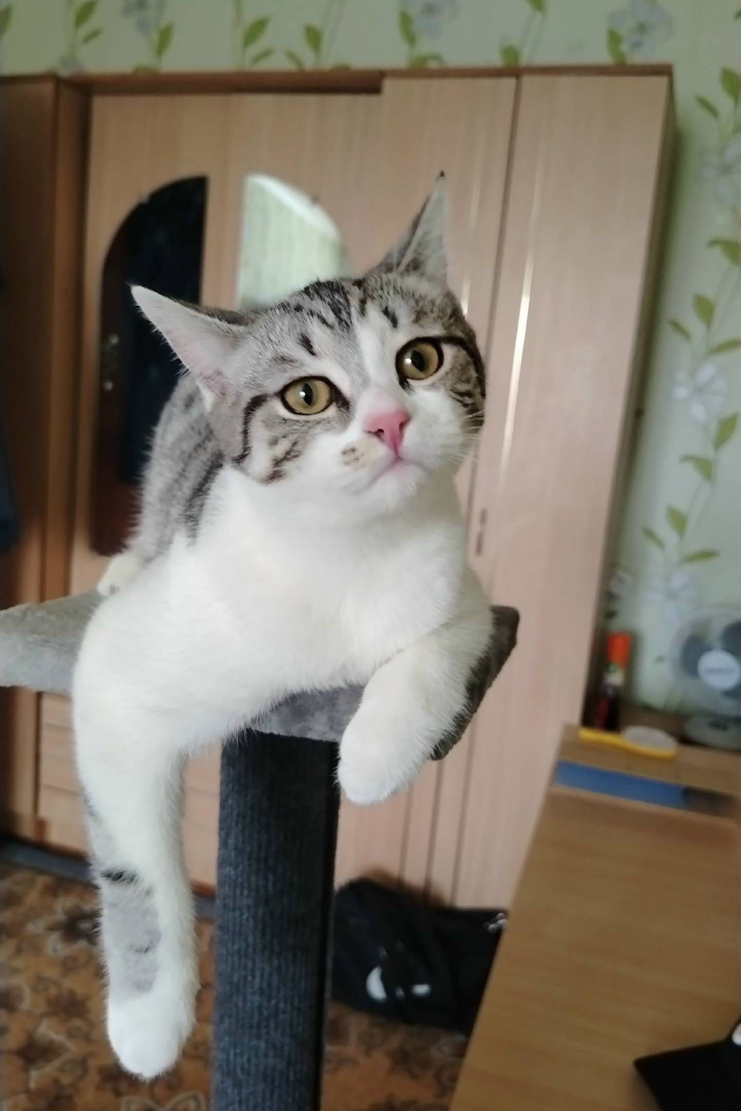 Пропала кошка, улица Трудовая