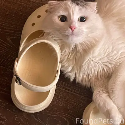 Пропала кошка Маша, район металлурга