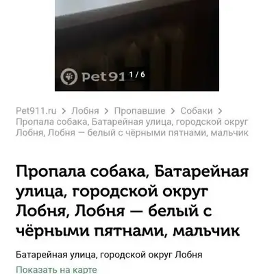 Пропал пес Ярик
