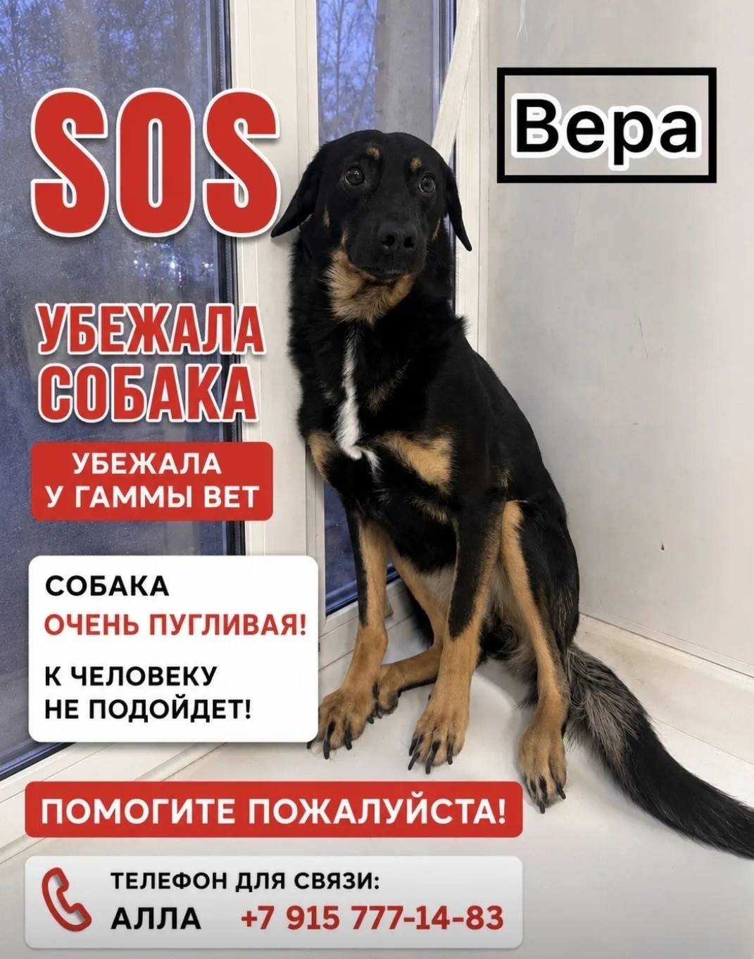 Пропала собака Вера, около ветеринарной клиники