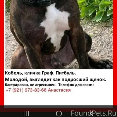 Пропал питбуль Граф, Тосно, село Ушаки