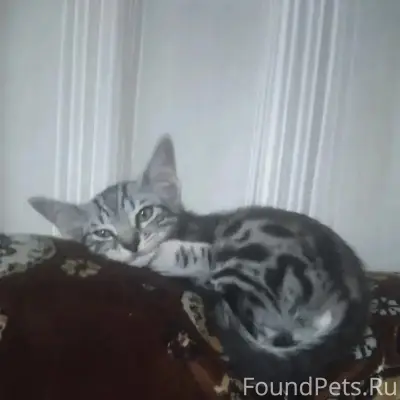Пропал кот, район ул. Победы 2