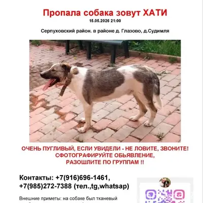 Пропал пёс Хатико, дворняга, г. Серпухов