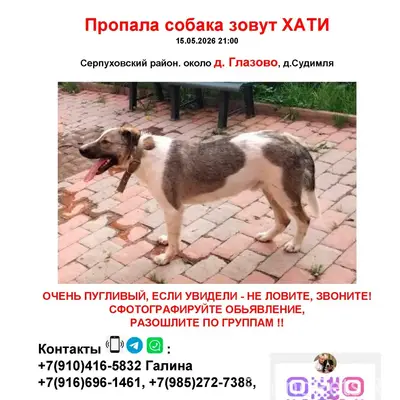 Пропал дворняга Хатико, г. Серпухов