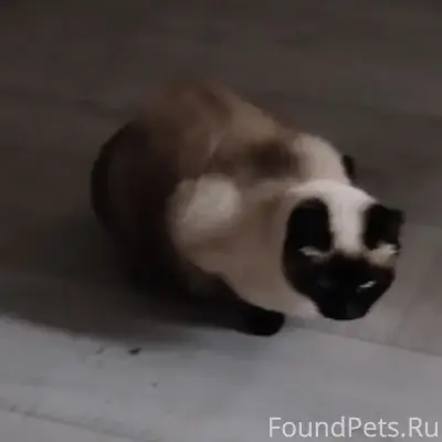 Пропала сиамская кошка, Запрудовка
