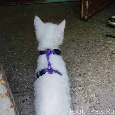 Найден белый котёнок в фиолетовой шлейке, Ибрагимова