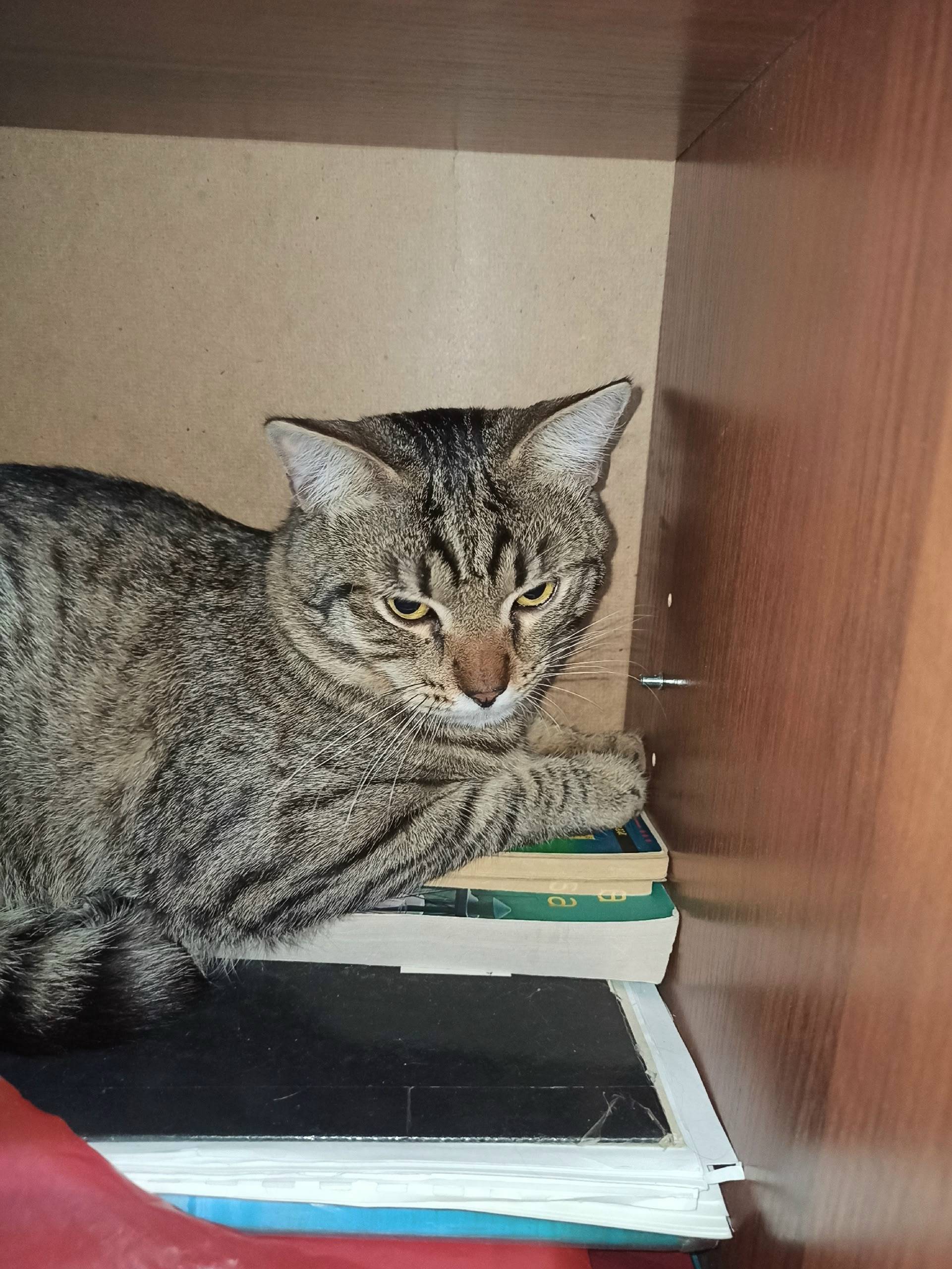 Найдена кошка, Зеленоград