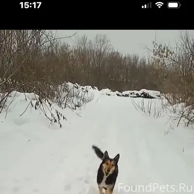 Пропал уличный пёс, улица Маяковская
