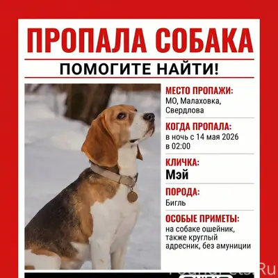 Пропала собака Мэй
