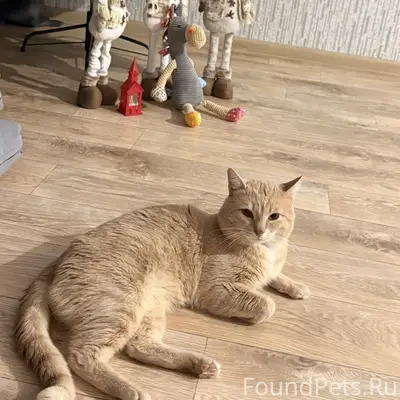 Пропал потерялся рыжий котик