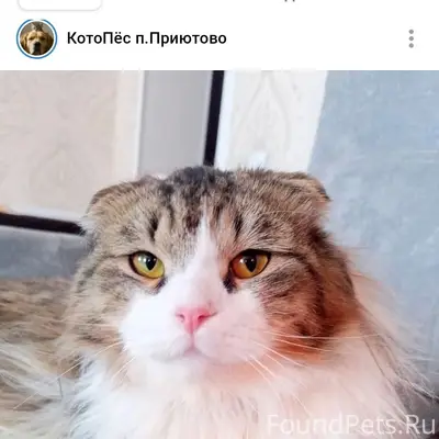 Пропал кот, посёлок Приютово
