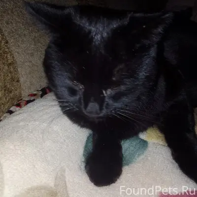 Пропал котёнок Чимин, Степная