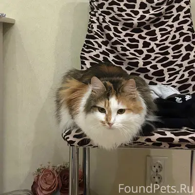 Пропала кошка, Калуга