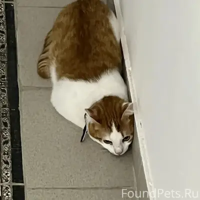 Найден котик, мкр Д, дом 6