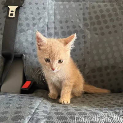 Найден маленький котёнок, ищем хозяев