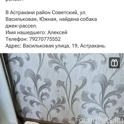 Найден тип собака, Астрахань