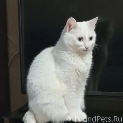 Пропала кошка Масенька, Северная роза