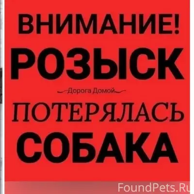 Пропал кобель Максик, левый берег