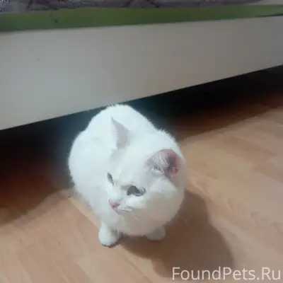 Найдена кошка, район речпорта