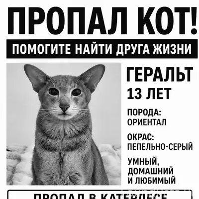 Пропал кот Пирожковой