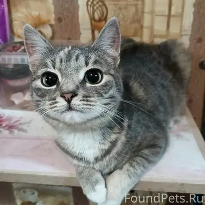 Пропала кошка Кира, г. Киржач
