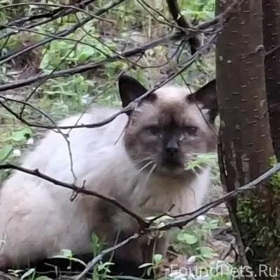 Найден кот, недалеко от Гридино