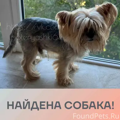 Найден Йоркширский терьер Вольдемар, Саратов