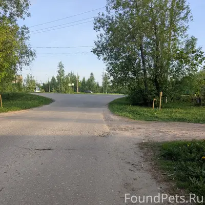 Пропала крупная светлая собака, Старое Кстово