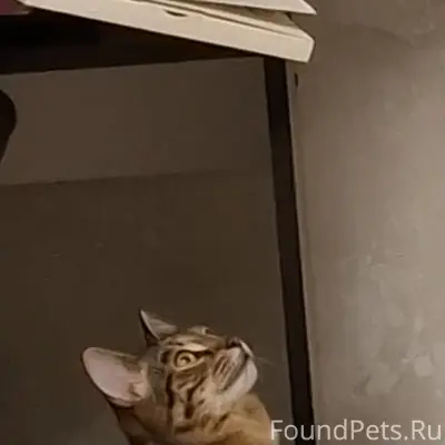 Пропал кот Боб, район нового южного