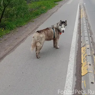 Пропала собака, Нанино