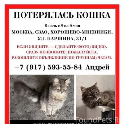 Пропала сибирская кошка Ложечка, Хорошёво-Мнёвники