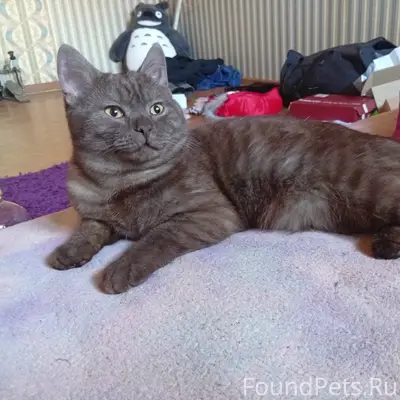 Найден кот, улица Батюшкова