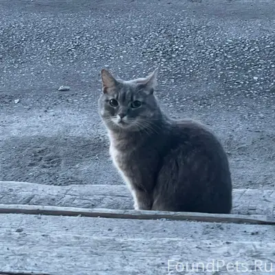 Найдена кошка, 2 район, 1 Линейная 3